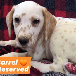 Barrel (Orange Collar) Homozygous LUA - White and lemon male Dalmatian puppy in Raymondville, Missouri from Wagner's Dalmatian's