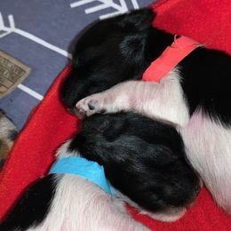 Miniature Schnauzer Puppies from Von Baron Schnauzers