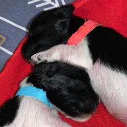 Miniature Schnauzer Puppies from Von Baron Schnauzers