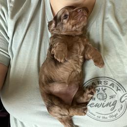 Dachshund Puppies from Honey Creek Doxies