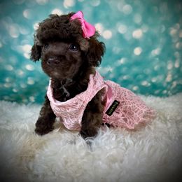 Sasha - Brown female Poodle puppy in Newcomerstown, Ohio from Sheri’s Lil Angel’s
