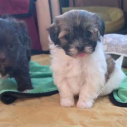 Girl1 - White female Havanese puppy in Batesville, Arkansas from Hillbilly Havanese