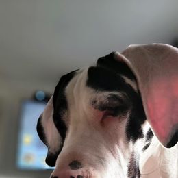 Great Dane All Grown Up from Evergreen Danes