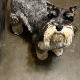 Tomorrow - Miniature Schnauzer