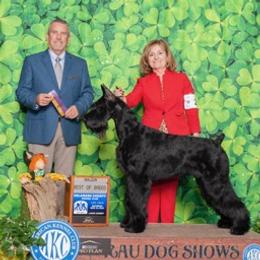 Giant Schnauzers from KenRo Giant Schnauzer