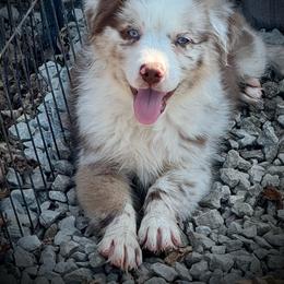 Toad - Red merle male Australian Shepherd puppy in El Dorado Springs, Missouri from HP Aussie Kennels