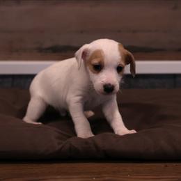 Alvin - Tan and white male Jack Russell Terrier puppy in West Bend, Iowa from Blue Skies Terriers