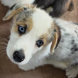 Athena - Blue female Pembroke Welsh Corgi puppy in Duarte, California from Duarte Pups