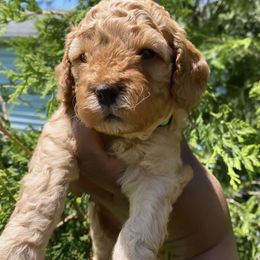 Cockapoo and Rottweiler Puppies from RJ Rotts - Beachy Family Cockapoos