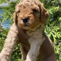 Cockapoo and Rottweiler Puppies from RJ Rotts - Beachy Family Cockapoos