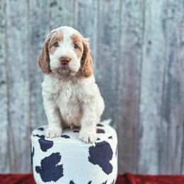 Snap Dragon (Snap) - Parti male Labradoodle puppy in Elizabeth City, North Carolina from Howdy Doodles