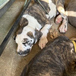 Quint - Harlequin male Great Dane puppy in Gastonia, North Carolina from Stonebrook Gentle Giants
