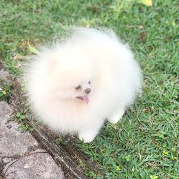 Chico - Pomeranian