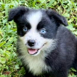 Boone - Black & white male Miniature Australian Shepherd puppy in Patterson, North Carolina from DreamLine Aussies