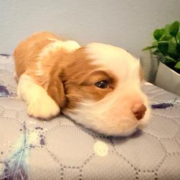 Dash - Chocolate male Cavalier King Charles Spaniel puppy in Spring Hill, Florida from Wonderland Cavaliers