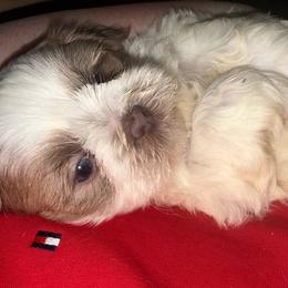 Parti Boy - Lilac male Shih Tzu puppy in Albany, New York from Precious Shihpoo’s and Luxurious Shih Tzu’s