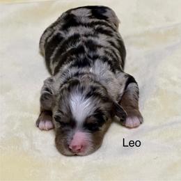 Leo - Blue merle male Aussiedoodle puppy in Charlestown, Indiana from Forever Aussies and A Doodle