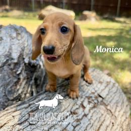 Monica - Red female Dachshund puppy in Royse City, Texas from Truehearted Miniature Dachshunds