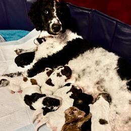 Aussiedoodle puppies from Daisys Doodles