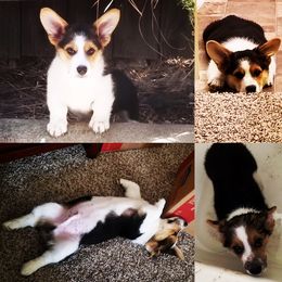 Pembroke Welsh Corgi Puppies from Rockin’ H Corgis