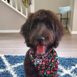 Aussiedoodles from Puppy by Design