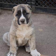 Girl 1 - Gray Armenian Gampr puppy in Neenach, California from Mustang Ranch