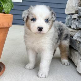 Stanley - Blue merle male Australian Shepherd puppy in Loda, Illinois from Pilcher Farms