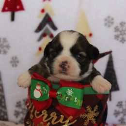 Boy 1- Bentley - Liver and white Shih Tzu puppy in Lithonia, Georgia from Dream Pups