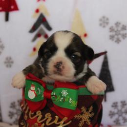 Boy 1- Bentley - Liver and white Shih Tzu puppy in Lithonia, Georgia from Dream Pups