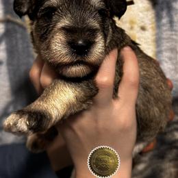 Opal - Salt and pepper female Miniature Schnauzer puppy in Frankford, Delaware from Miniature Schnauzers of Delmarva