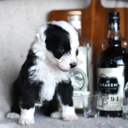 Vesper - Black and white male Portuguese Water Dog puppy in Hastings, Michigan from Hilltop Portuguese Water Dogs