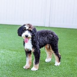 Missy - Bernedoodle