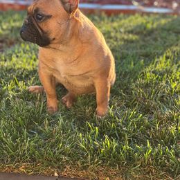 French Bulldog and Labrador Retriever Puppies from Desiree Ortiz's French Bull Dogs and Labrador Retrievers