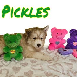 Pickles - Siberian Husky puppy from Blue Moon's Huskies