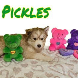 Pickles - Siberian Husky puppy from Blue Moon's Huskies