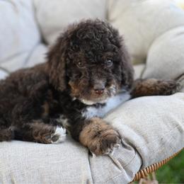 Ruby - Brown female Bernedoodle puppy in Ogden, Utah from Stanger Farms