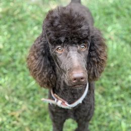 Ghirardelli  - Poodle