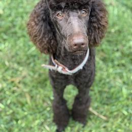 Ghirardelli  - Poodle