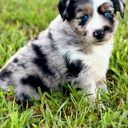 Tinkerbell - Blue merle female Toy Australian Shepherd puppy in Smithville, Arkansas from Cooper Creek Aussies