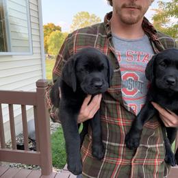 Labrador Retriever Puppies from Reniers Labrador Retrievers