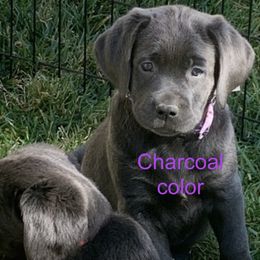 Labrador Retriever puppies from Silver Labrador of Southern California