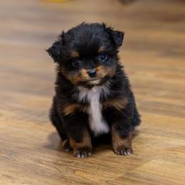 Paw Patrol  Ryder - Black tri male Toy Australian Shepherd puppy in Tennessee from Coolsprings Aussies