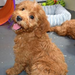 Haggy - Apricot female Goldendoodle puppy in Jasper, Indiana from Hilltop Pups LLC