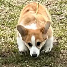 Pembroke Welsh Corgi puppies from Red White & Bluie Corgi