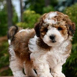 Havanese puppies from Sweetwood Havanese