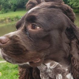 Cocker Spaniels from Riverside Cockers