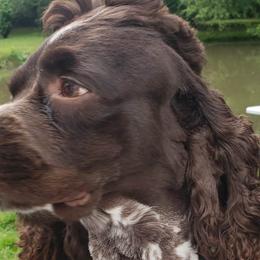 Cocker Spaniels from Riverside Cockers