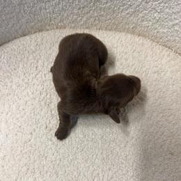 Puppy number one chocolate girl - Chocolate female Dachshund puppy in Spokane, Washington from Dearhaven Doxie