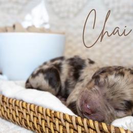 Boy 6 - Merle Goldendoodle puppy in Chesapeake, Virginia from Havens Doodles
