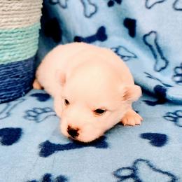 Garnet - White male American Eskimo Dog puppy in Live Oak, Florida from Pecan Ridge Puppies